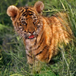 news-mp-wants-to-minister-to-people-in-homes-keep-tiger-lion-1-66540-66540-tigers